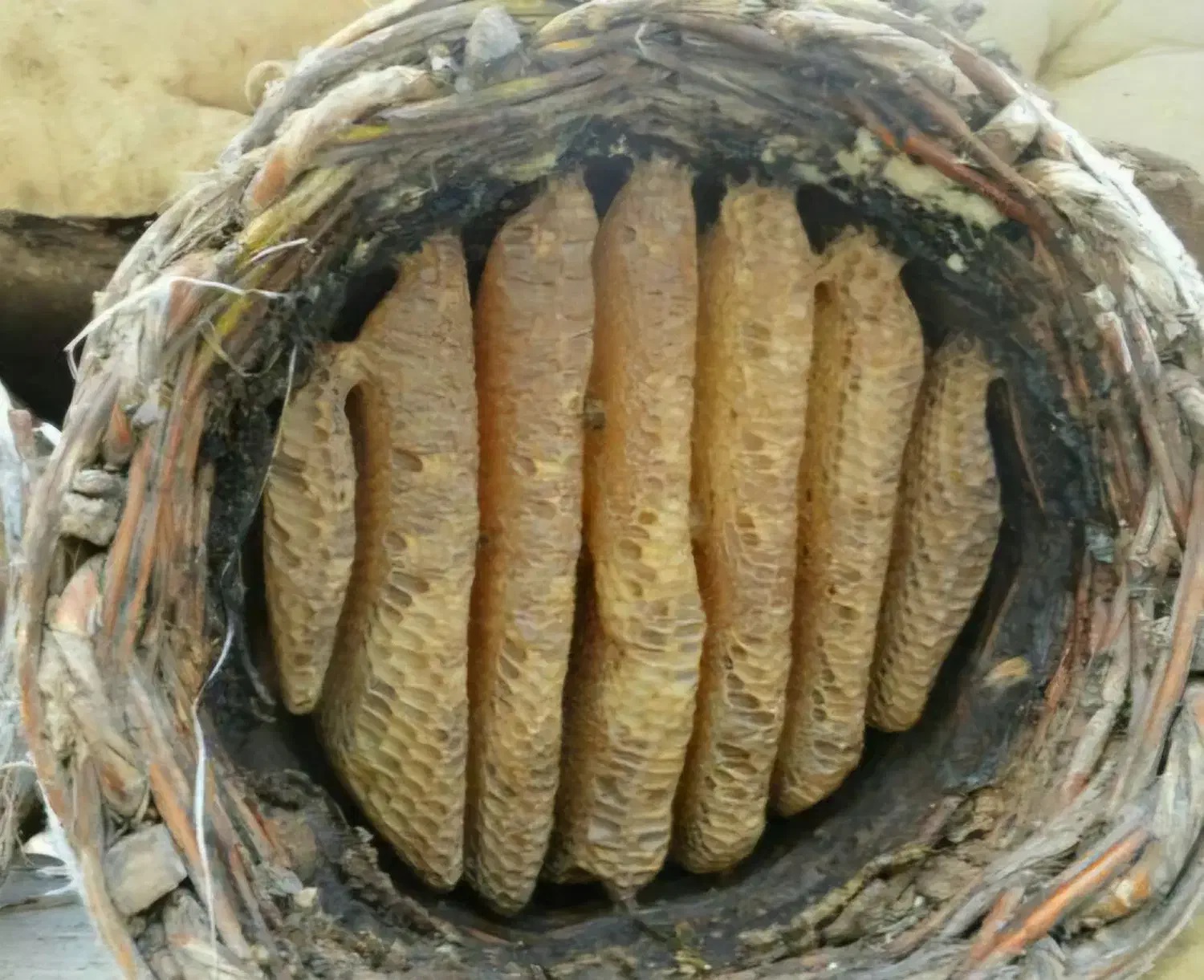 عسل سبد طبیعی ارگانیک ارسباران قره داغ آذربایجان