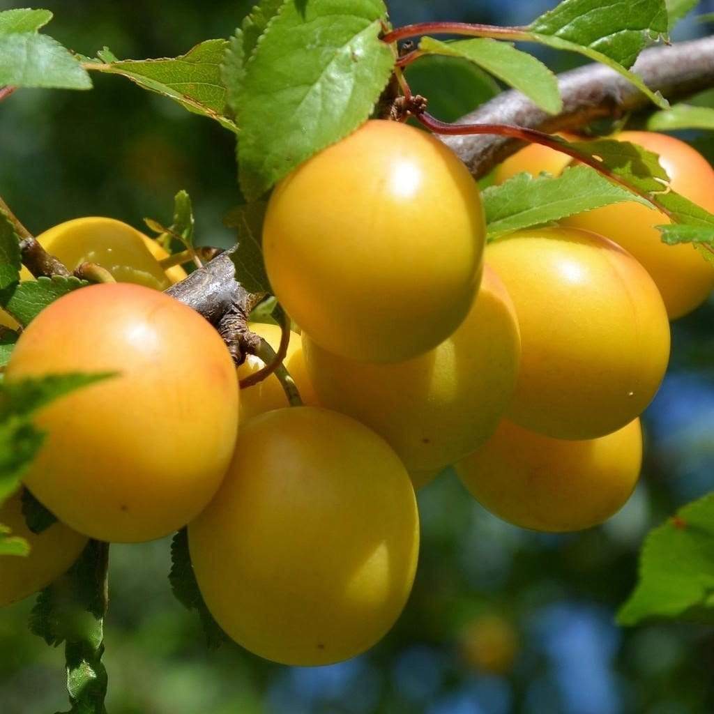 آذربایجان شرقی قطب تولید آلو خشک و خشکبار در ایران