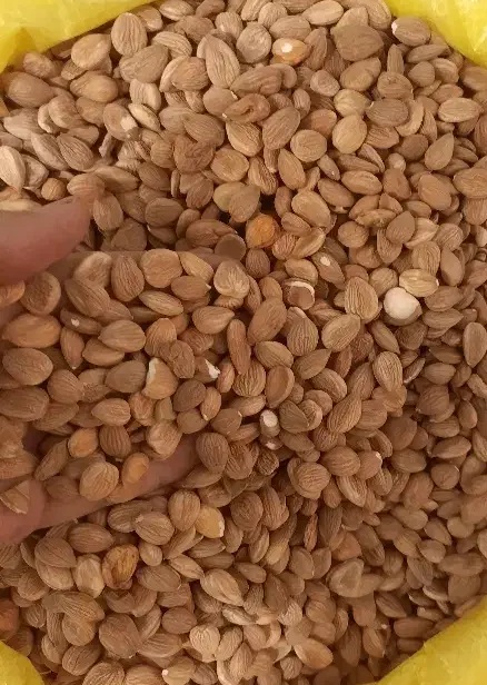 مغز هسته زردآلو تلخ ( عمده فروشی )