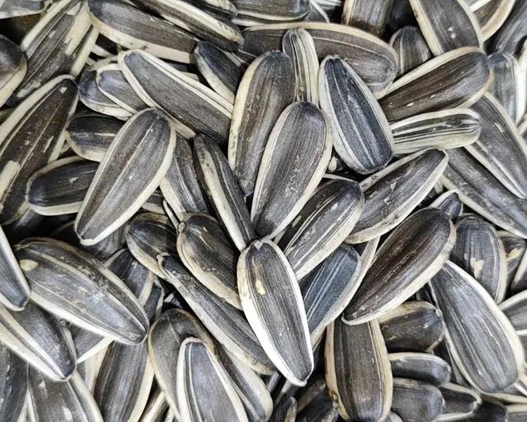 تخمه آفتابگردان دور سفید ایرانی خام ( عمده فروشی )